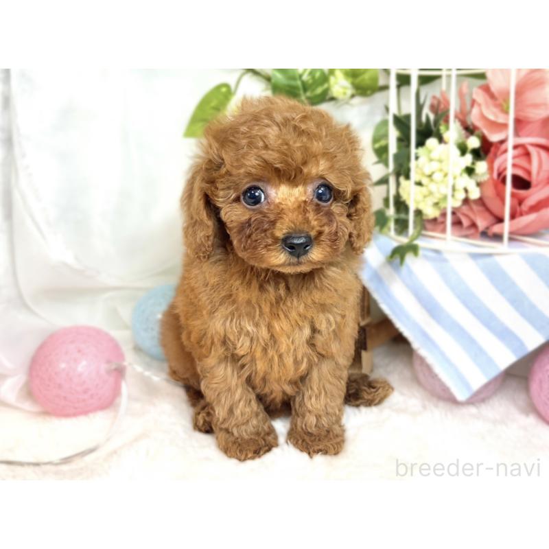 成約済の滋賀県のトイプードル-410290の3枚目